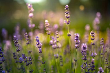 Lavanta alan güneşli gün batımı