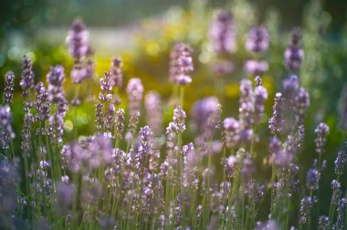 Lavanta yakın çekim. Arka plan bulanık. Lavanta alanlar. 