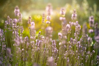 Lavanta alanında yaz, doğal renkler, seçici odak