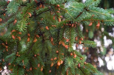 Yeşil dallar ve koni 