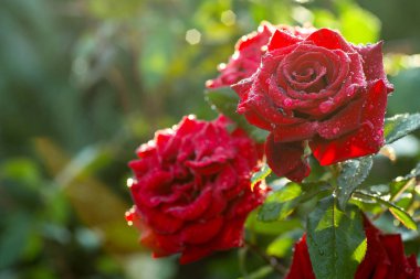 Doğal çiçek arka plan. Yağmur sonrası yükseldi. 