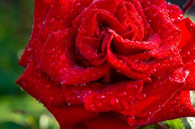 Üst-görünüm ve yakın çekim görüntü güzel çiçeklenme üzerinde kırmızı damlacıklar gül çiçek, seçici odak, Sevgililer günü kavramı