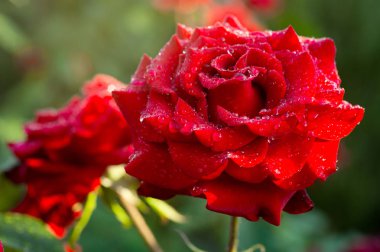 bahçede yeşil Bush kırmızı gül çiçek