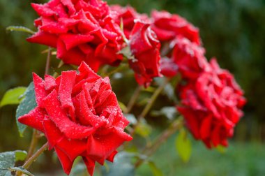 Bahçesinde bulunan çiğ kırmızı gül yaprakları üzerinde