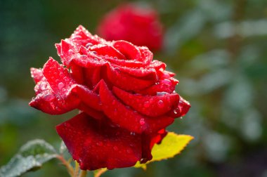 Büyük bir çiçek üzerinde Çiy damlaları.