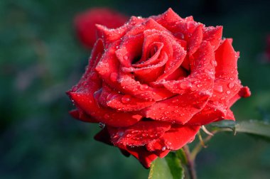 Kırmızı gül yaprakları üzerinde çiy