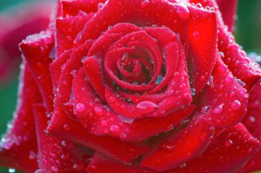 Bir kırmızı gül bud makro su ile yaprakları üzerinde damla yakın çekim