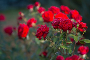 su ile taze kırmızı güller ayrıntılarını damla üzerinde yeşil arka plan