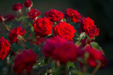 Damla Şubesi bahçesinde çiğ kırmızı gül çiçek.