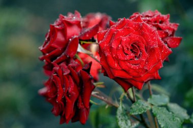 bir kırmızı gül doğada su damlaları