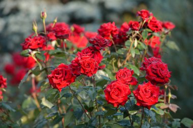kırmızı gül bud yakın çekim bulanık doğal zemin üzerine yaz yağmur damlaları ile