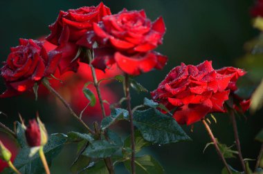 kırmızı gül ile çiğ ile yeşil yaprakların arka plan bulanık. Yumuşak odak 