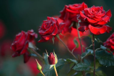 bir kırmızı gül doğada su damlaları