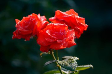 Güneşin kırmızı renkteki bir gül. Güneş parlak kırmızı renkli vurgular.