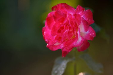 Yaz. Sıcak bir gün. Yağmur bitti. Yemyeşil bir gül kokulu. Parlak pembe çiçek. Yaprakları üzerinde yağmur damlaları vardır.