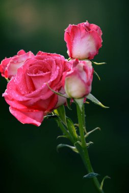 Yeşil Bahçe, su damlaları ile parlak pembe güller