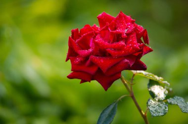 Büyük yemyeşil kırmızı bir gül bahçesinde doğanın bir arka plan üzerinde.