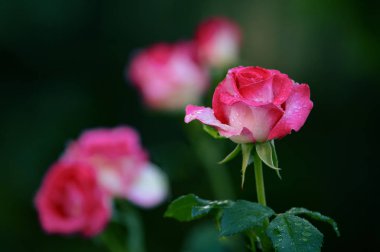 Pembe güller çiy ile bahçede bırakır. Yakın bayındır yağmurdan sonra güzel çiçek.