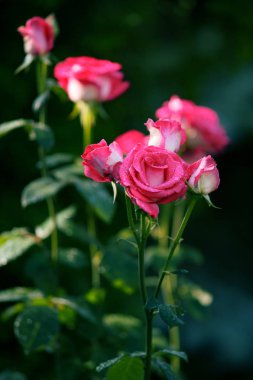 Yağmur sonrası çiçeklenme pembe gül bush