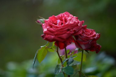 Gül ün üstünde su damlaları. Çekimi kapat