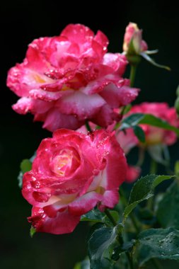taze güzel güller closeup alay metin pembe bahar buket romantik kartı fotoğraf için