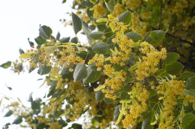 Ihlamur ağacı çiçeği. Doğa arka plan.