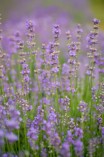 Lila Lavendelblüten Auf Einem Feld — Stockfoto