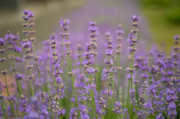 Μωβ Lavender Των Ανθίσεων Λουλουδιών Στον Ήλιο — Φωτογραφία Αρχείου