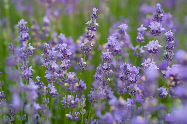 lavanta çiçekleri yaz alanında
