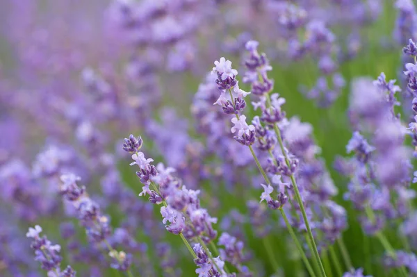 Bayındır ile menekşe bahçeleri lavanta çiçekleri