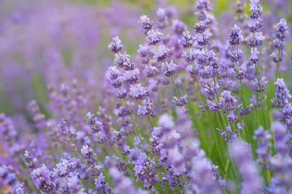 Tam çiçeklenme detay lavanta çiçeği