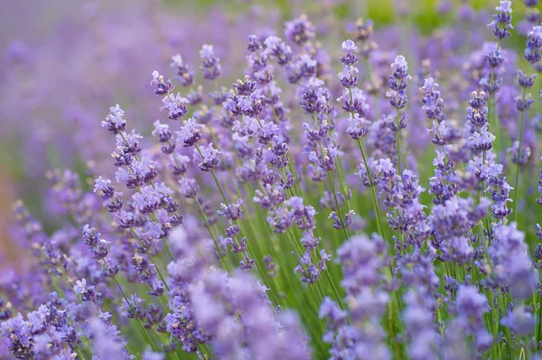 Ogrodnictwo Uprawa Środowiska Pielęgnacja Roślin Aromatycznych Koncepcji Fioletowy Pachnące Kwitnących — Zdjęcie stockowe