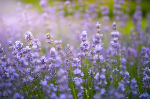 Güzel renk mor lavanta alanlar