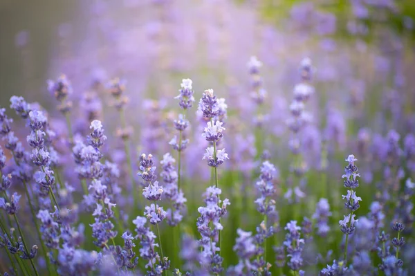 Blühende Leuchtend Violette Lavendelblüten — Stockfoto