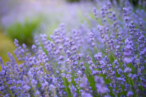 Enfoque Suave Flores Lavanda Bajo Luz Del Amanecer — Foto de Stock