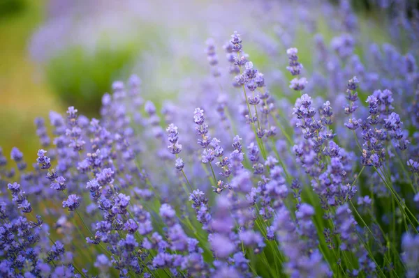 Lavanda Floreciente Verano Luz Del Sol Por Noche Flores Jardín — Foto de Stock