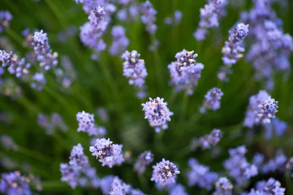 Floración Brillante Arbusto Lavanda Primer Plano Contexto Agrícola —  Fotos de Stock