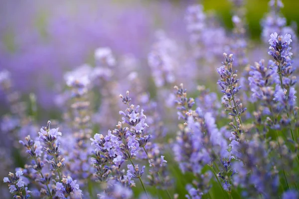 Lavendelfeld Sonnenlicht Sommer Floraler Hintergrund — Stockfoto