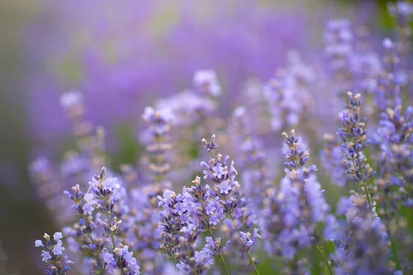 Lavendelblüten Auf Dem Feld Sommer — Stockfoto