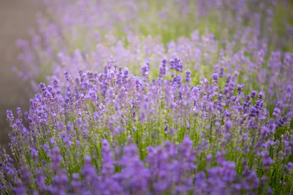 Bir tarlada çiçek açan lavantaya yakın..