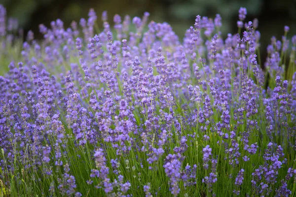 Lavender flowers in the field at sunset in summer