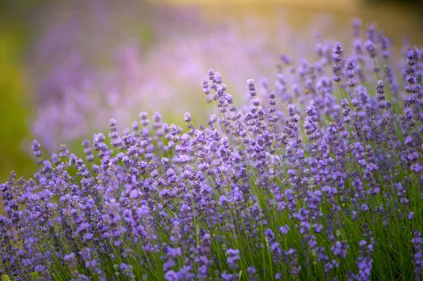 美丽的颜色紫色的薰衣草花卉花园 — 图库照片