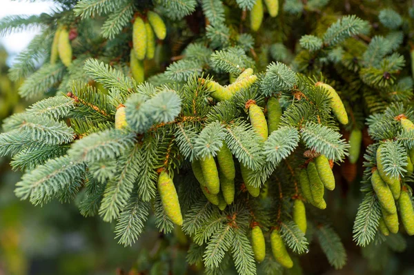 Çam dalı yeşil dallar açık havada içine koniler ile çok