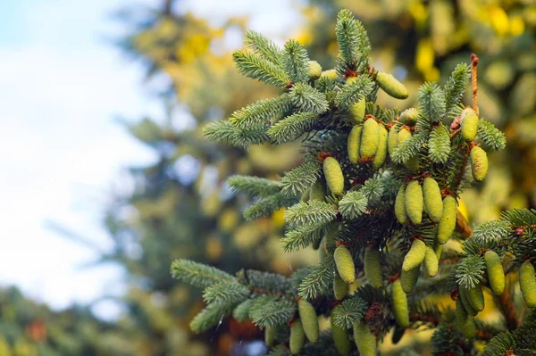 Spruce Kottar Hängande Gren Vacker Grön Barrträd Ren Blå Himmel — Stockfoto