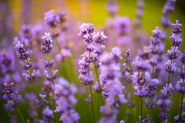 Çiçekler mor yaprakları yeşil çim manzara üzerinde. Doğanın güzelliği. Lavanta güneşli sahada çiçek açması. Bloom, çiçekli, aroma kavramı. Yaz veya bahar sezonu.