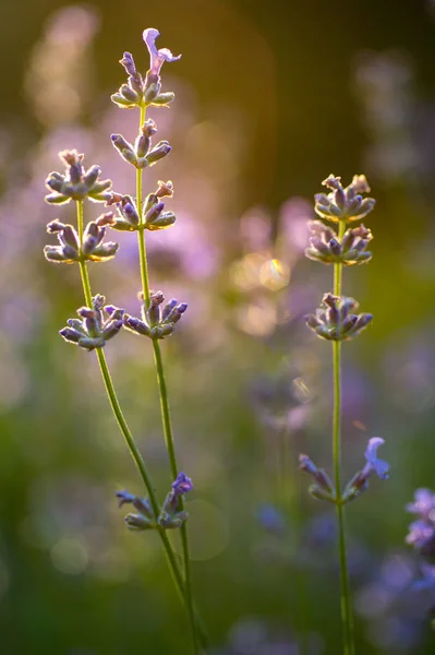 Cerca Floreciendo Flores Lavanda Púrpura Hierba Verde Vista Lateral Ángulo — Foto de Stock