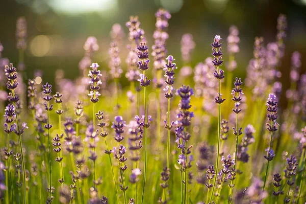 Lavanta çiçekleri gündoğumu ışık altında yumuşak ve bulanık odak noktası.