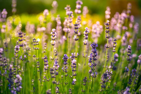 sabah zaman bahçede arka plan bulanık ile mor lavanta çiçekleri