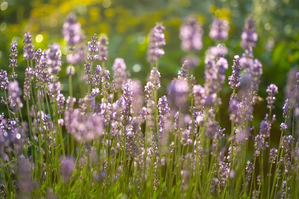 Lavanta çiçeği Çiçek Bahçesi, lavanta çiçeği seçmeli ve yumuşak odak