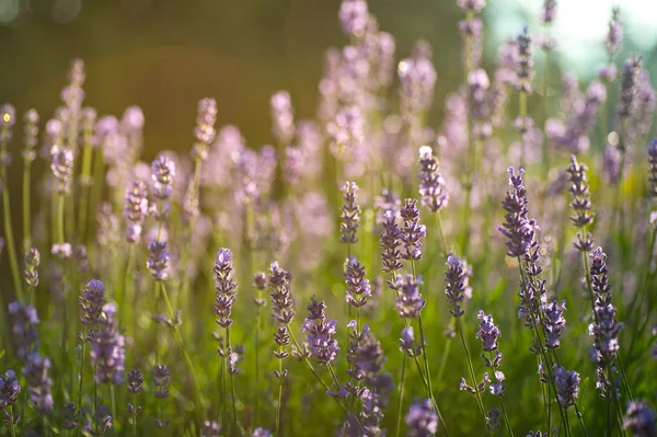 Lavanta çiçeği, çiçek bahçesi lavanta çiçeği yumuşak odak